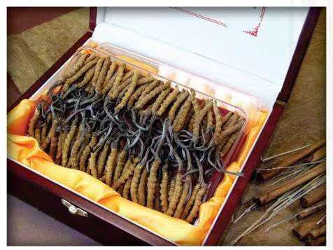 龙岗区冬虫夏草回收